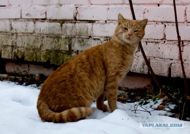 Котовторник 06.12.2016