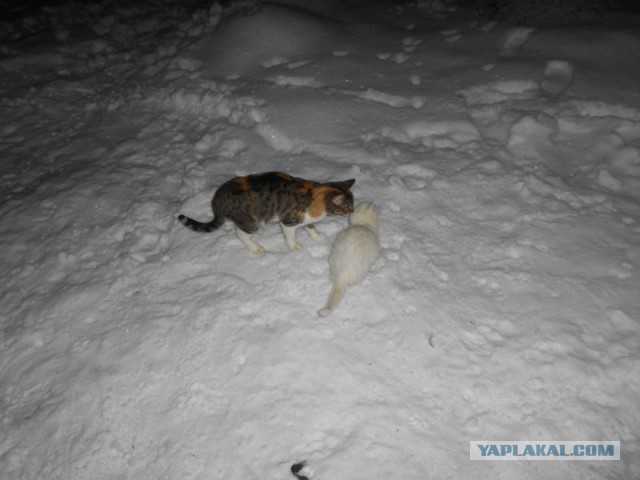 Жизнь домашнего приюта для котеек 144