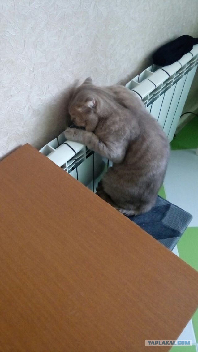 Котовторник 2.05.2017