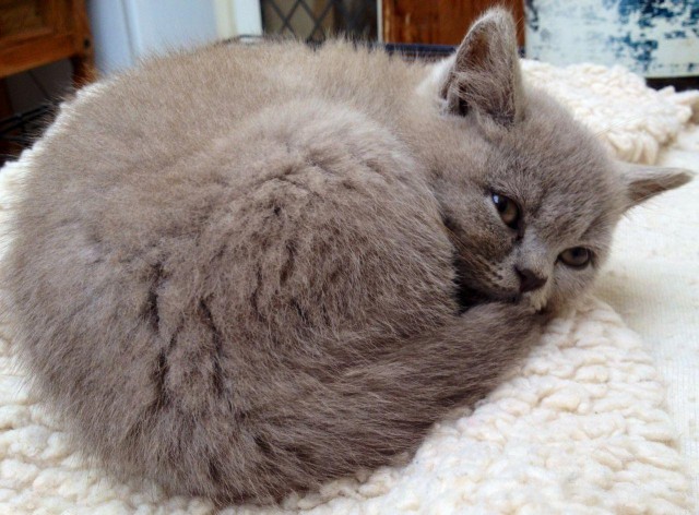 Коты и Кошки
