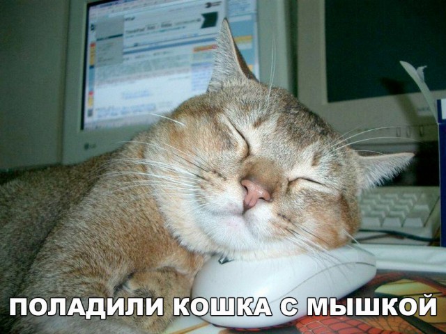 Коты и Кошки