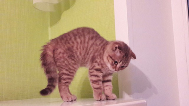 Котовторник 9.01.2018