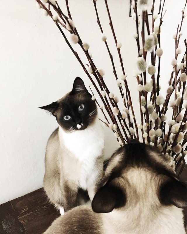 Фотобомбы котов