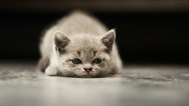 Прикольных котов пост
