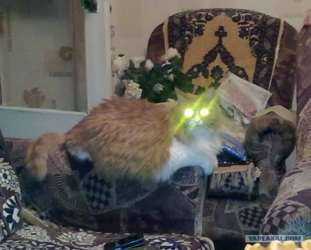 Котейкин вторник! Космический 12.04!