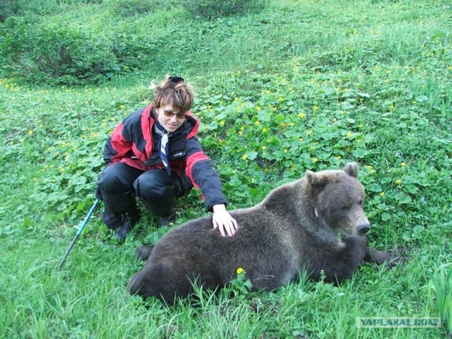 Дружба с медведами