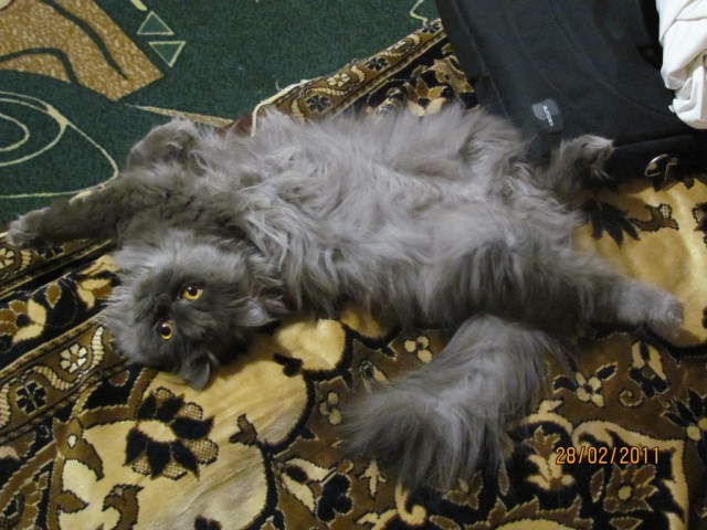 Котовторник с Максом