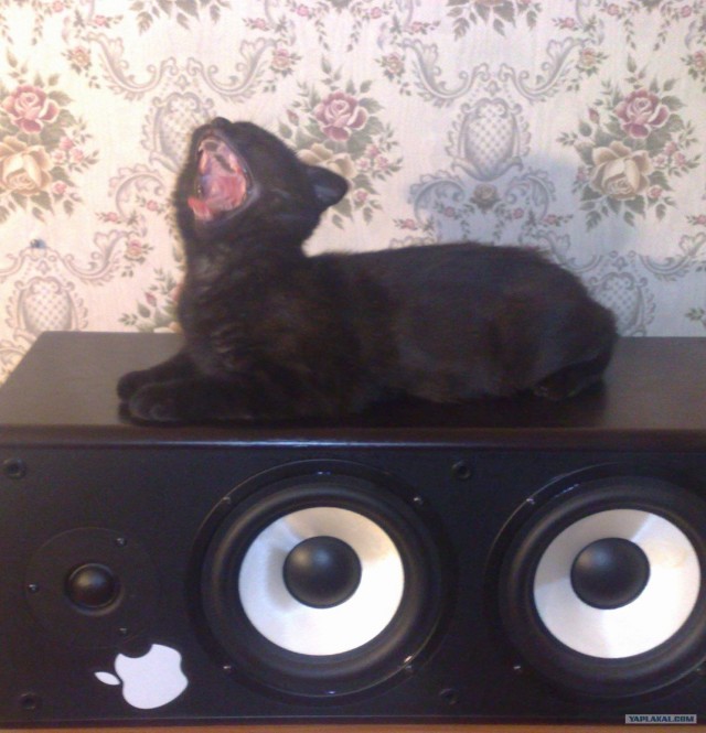 Сонный Котовторник