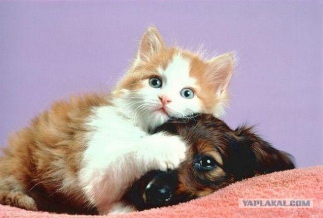 Котовторник 1.11.11