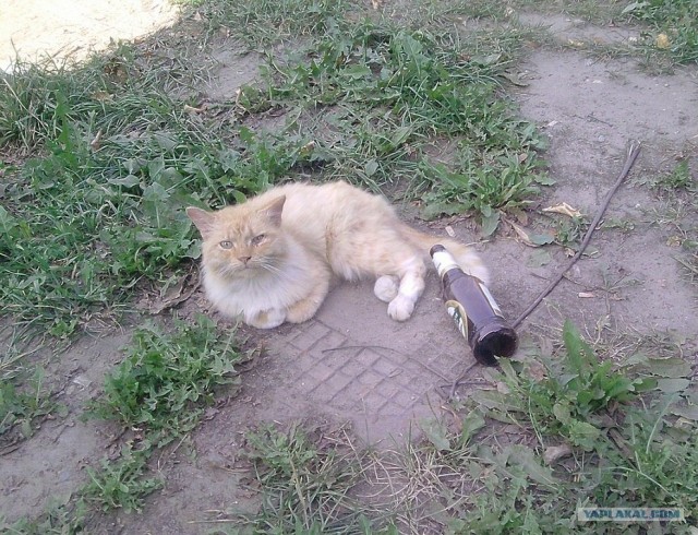 Котовторник 22.11.11