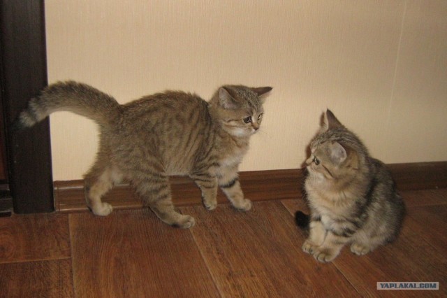 Котовторник (24. 01. 2012 )