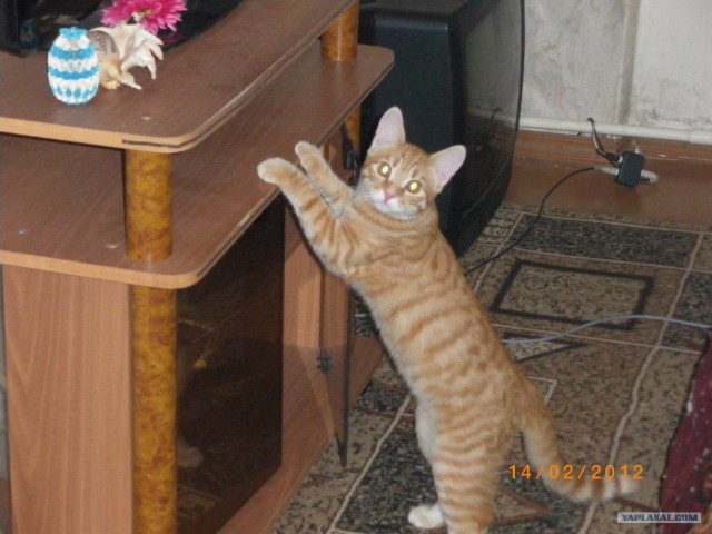 Котовторник   5.06.2012