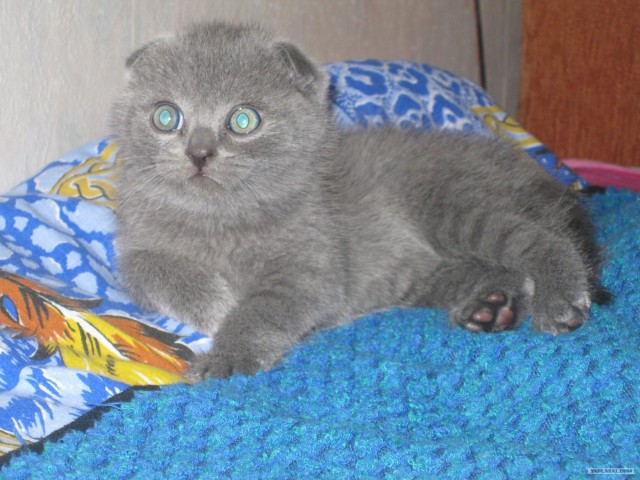 Котовторник  4.09.12