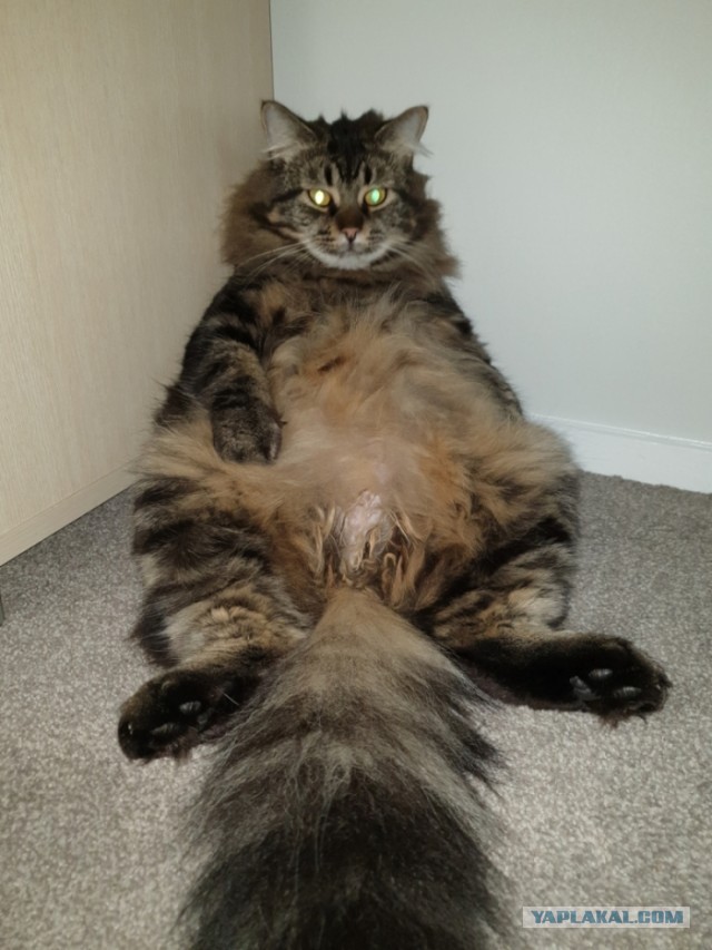 Рыжий