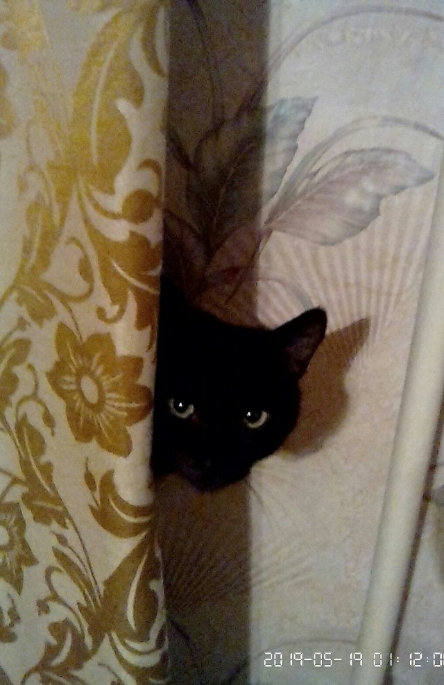 Вот она, сущность черных