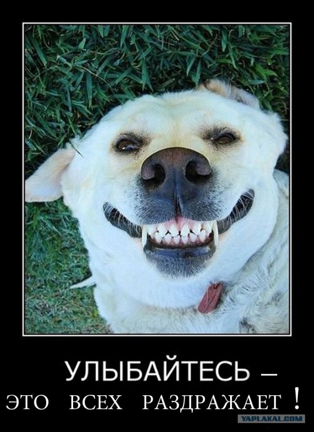 Фотожаба: Собака-улыбака
