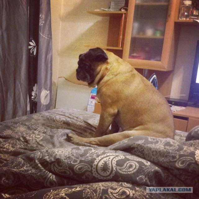 Не зарекаются любя