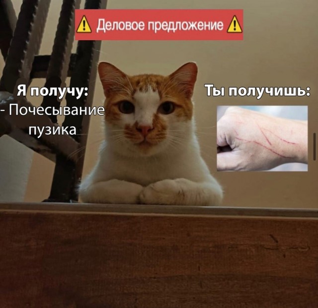Весёлый полтишок 16.07
