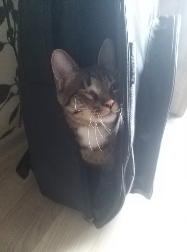 Последний котовторник лета
