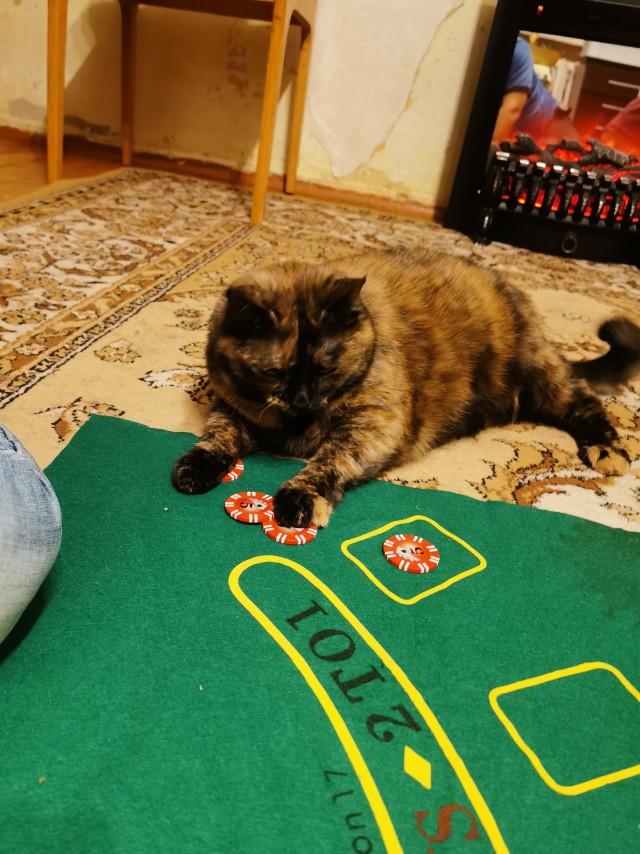 Долой политику, ура котикам!