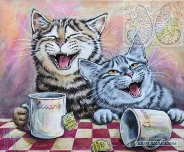 Коты и сахар
