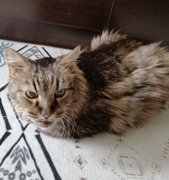 Котовторник 07.06.2022
