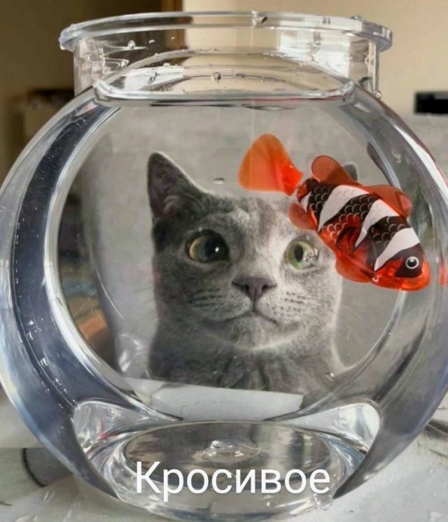 Картинки и мемы для настроения - 19