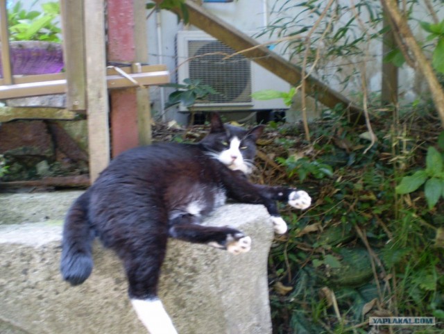 Далёкая Япония