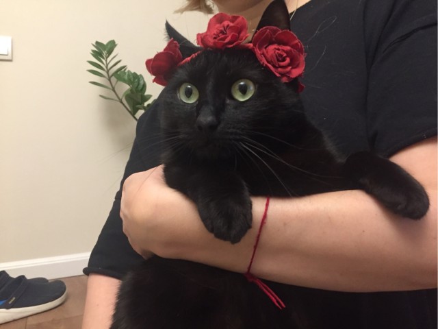 Котовторник 18.10.22