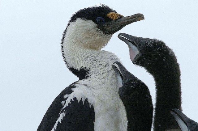 Северный ледовитый океан