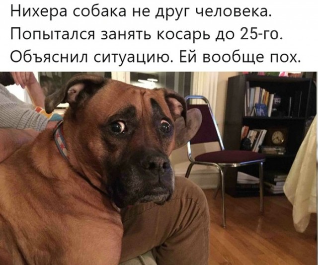 Прикольные баяны