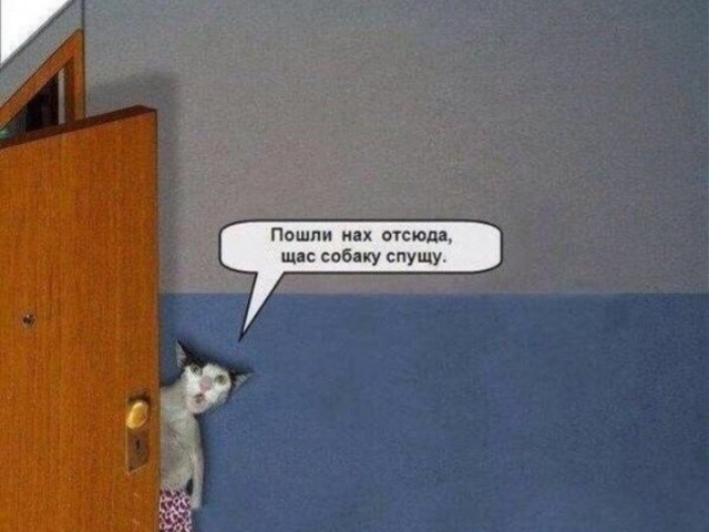 Собаковторник!