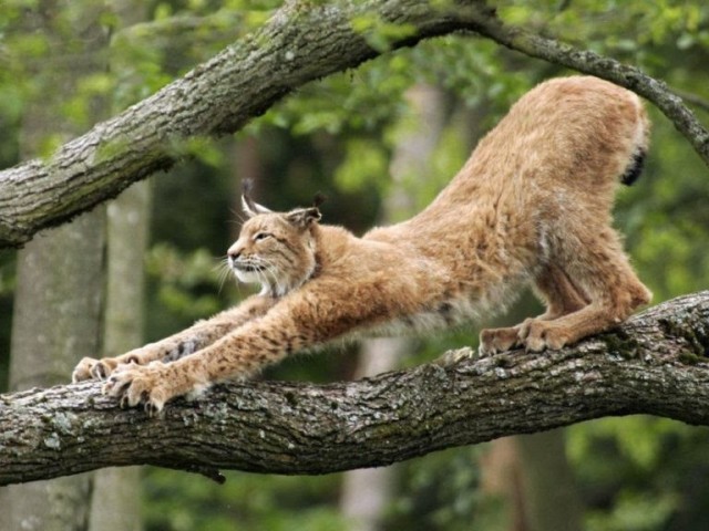 Красота диких кошек