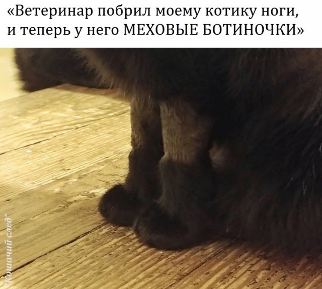 Весёлый полтишок 04.08.23