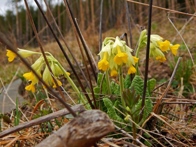 Травник от KOTOZAVR, страница #2: Первоцвет весенний