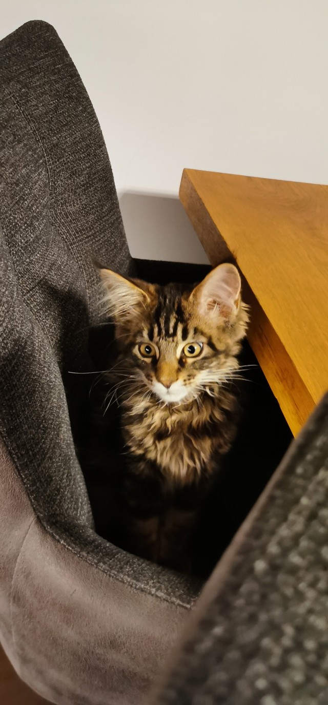 Мой котик, 3 месяца от роду