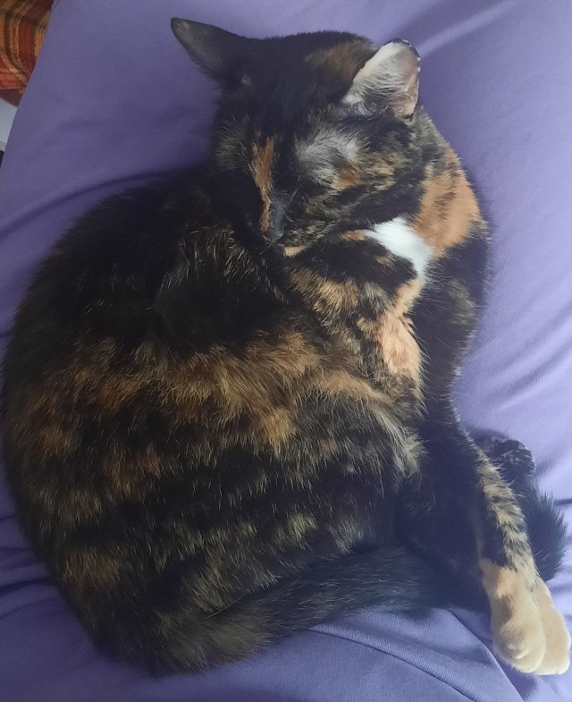 Котовторник 05/11/2024