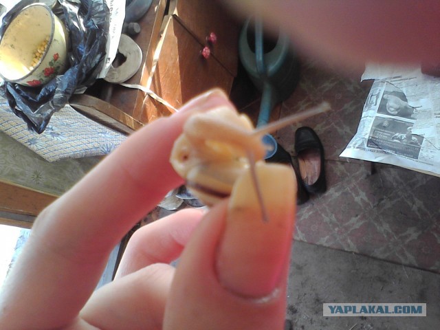 Немного летнего макро