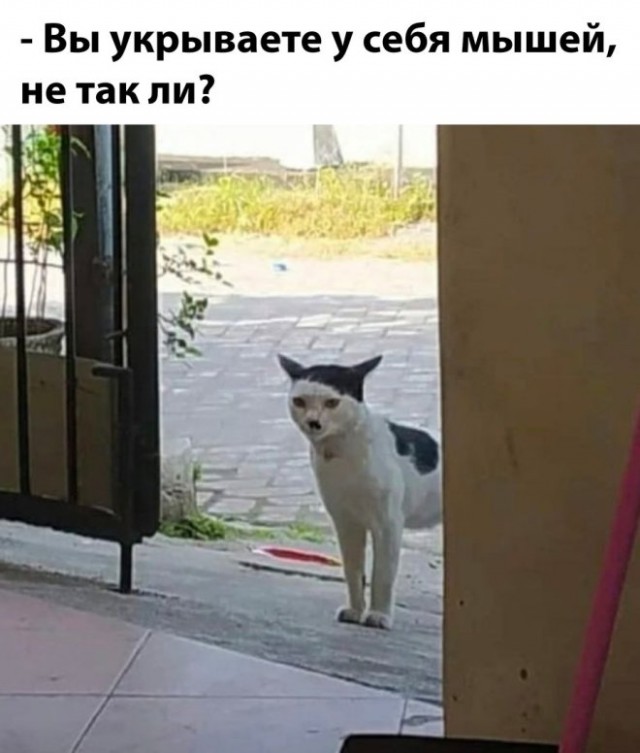Веселые картинки в маленькую пятницу (19.02)