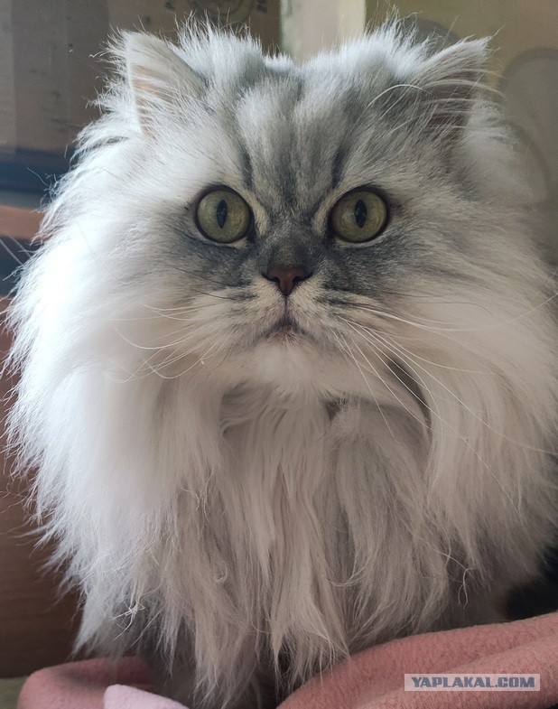 Мои Кошаки в Котовторник