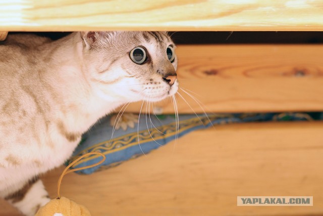 О бенгальских котах на наглядном примере