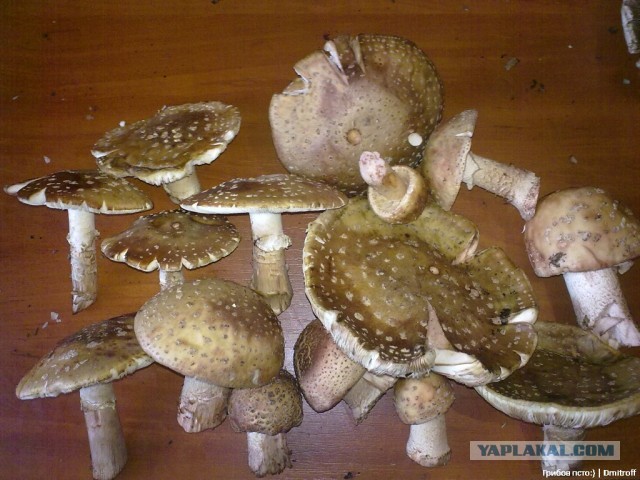 Поход за грибами,