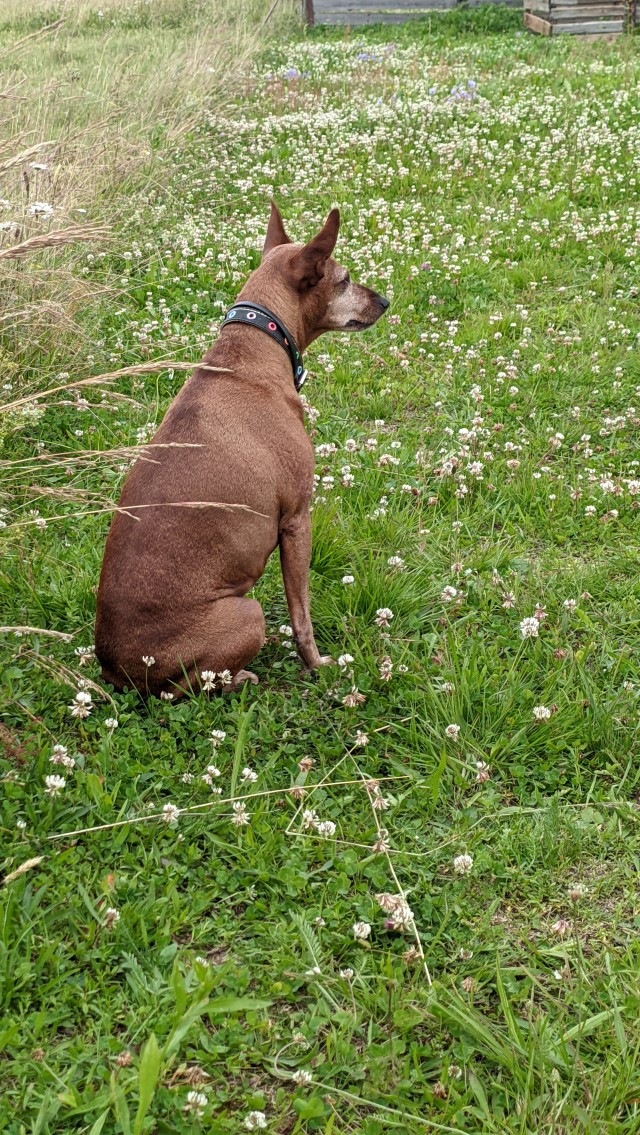 Собакочетверг!