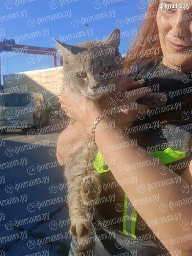 Кот неделю плыл в темном контейнере без еды и воды и выжил.