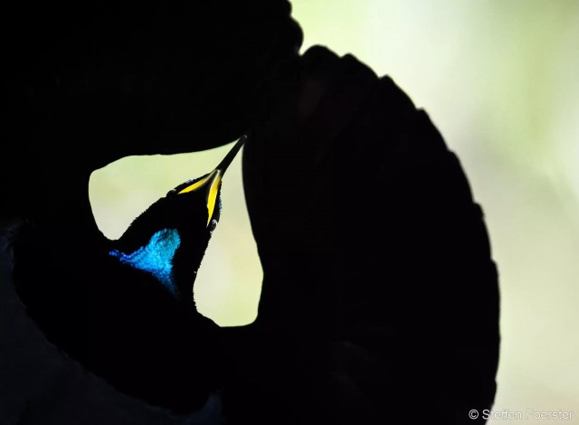 27 лучших фото финалистов и победителей конкурса Australian Geographic Nature Photographer 2025