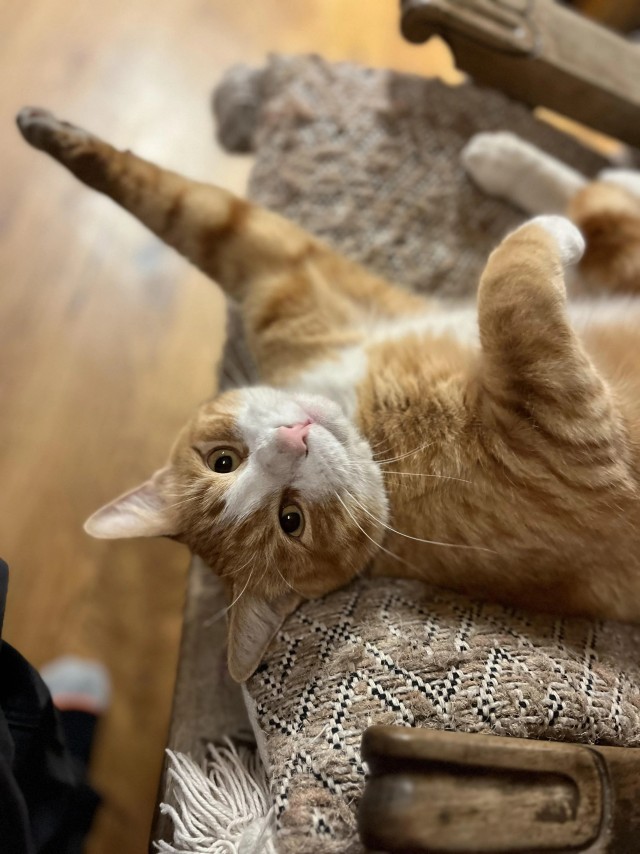 Рандомных фото котов тред