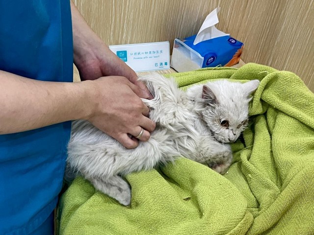 Англичанин-путешественник нашёл кота в Китае и увёз его домой
