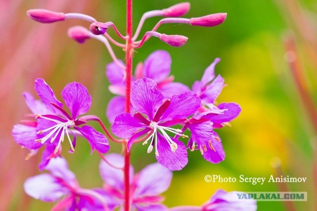 Красота! Лето на Ямале. Фото