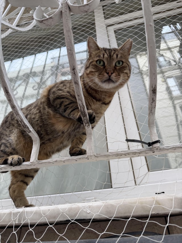 Уличные кошки Стамбула — 2