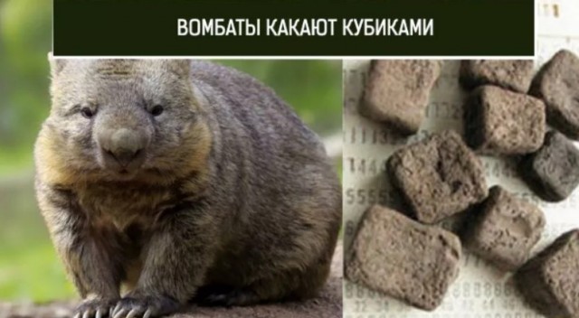 В Москве согласован проект самого высокого небоскреба в Европе
